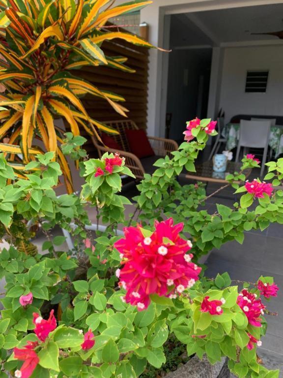 Le Tropical Appartement 1 Ou 2 Chambres 레 장세-다르레 외부 사진